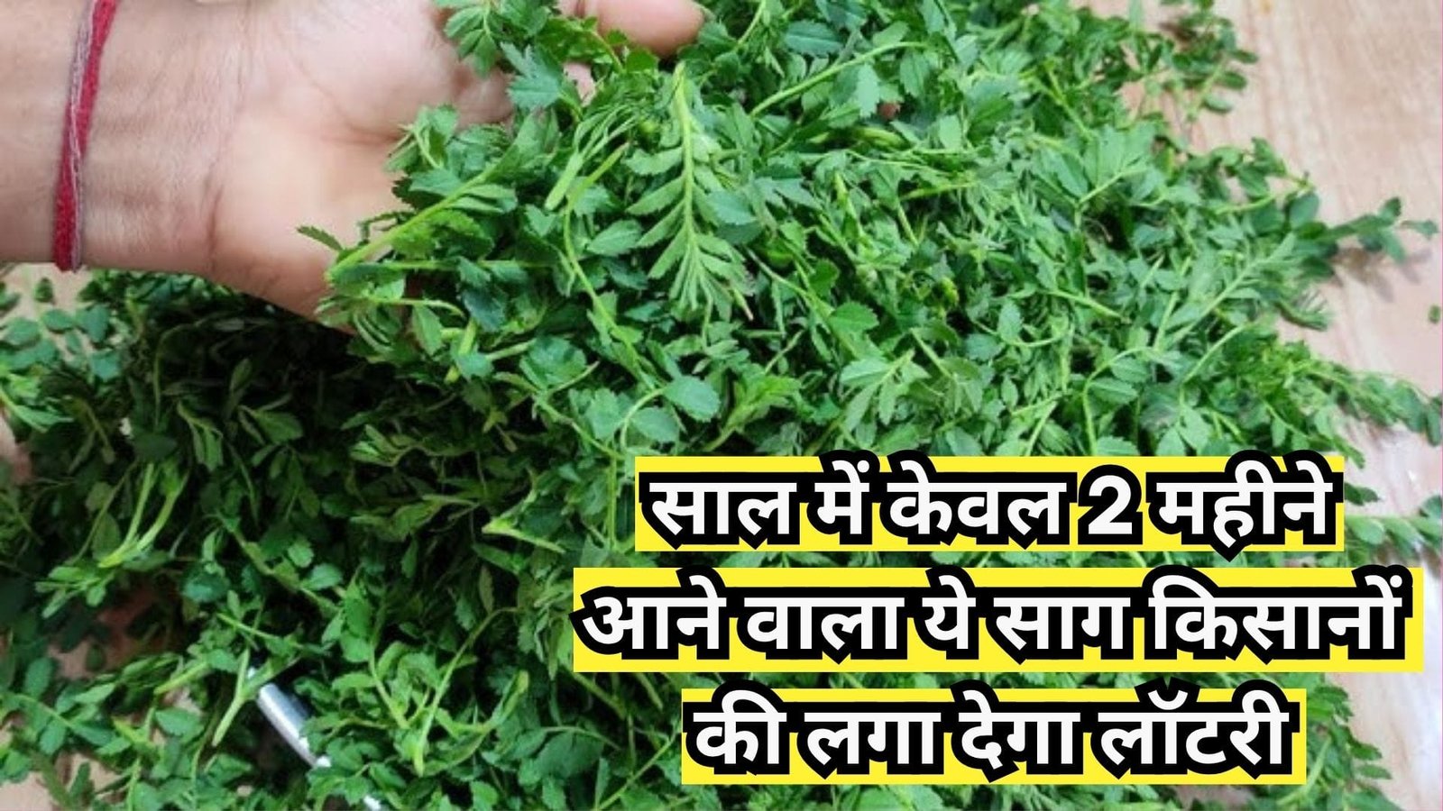 साल में केवल 2 महीने आने वाला ये साग किसानों की लगा देगा लॉटरी सब्जी और साग दोनों से होगी दिन दूनी रात चौगुनी कमाई