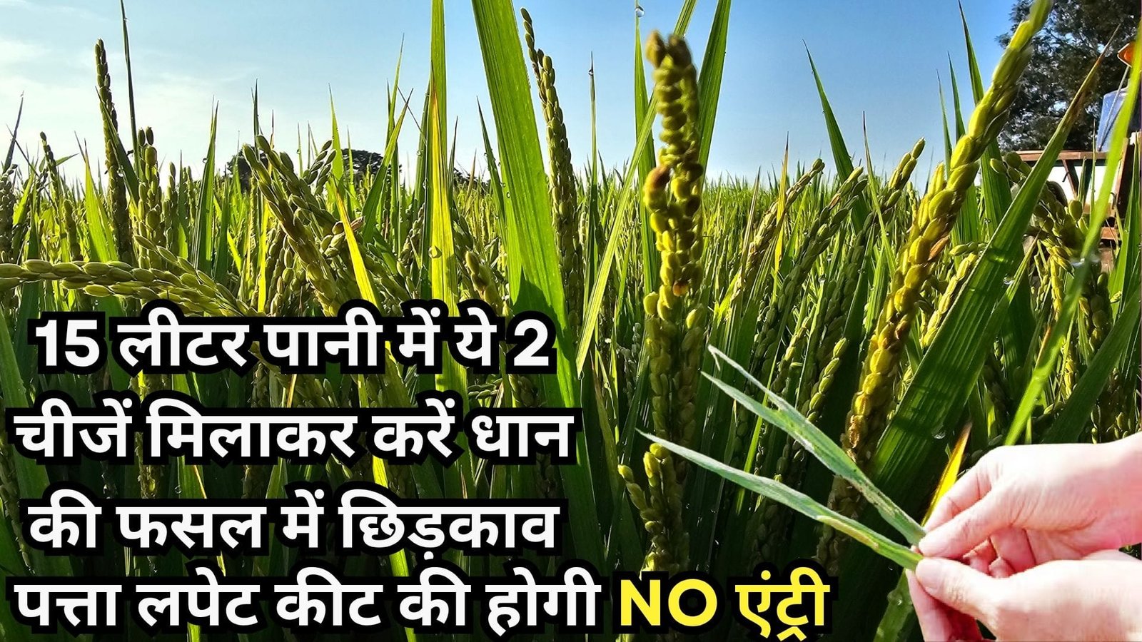 15 लीटर पानी में ये 2 चीजें मिलाकर करें धान की फसल में छिड़काव, पत्ता लपेट कीट की होगी NO एंट्री, जाने नाम