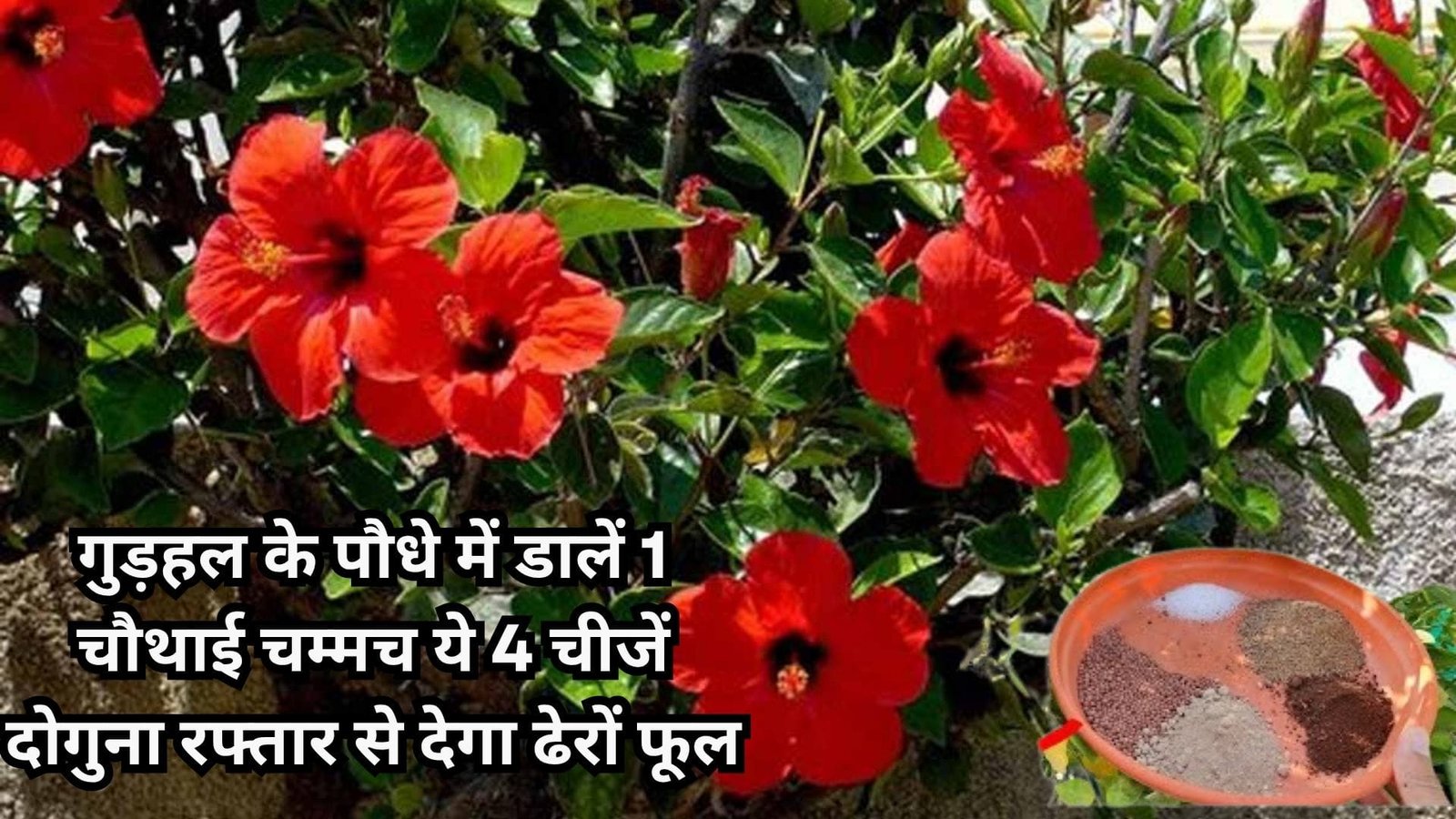 गुड़हल के पौधे में फूल नहीं खिल रहे, तो पौधे में डालें एक चौथाई चम्मच ये 4 चीजें दोगुना रफ्तार के साथ देगा ढेरों फूल, माता रानी होगी प्रसन्न
