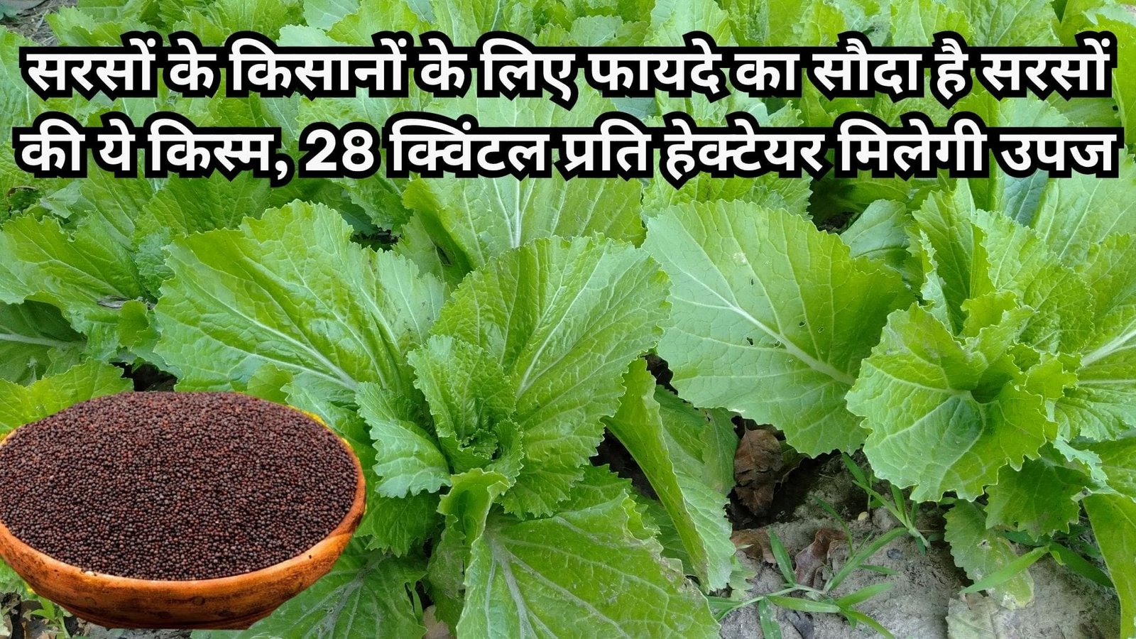 सरसों के किसानों के लिए फायदे का सौदा है सरसों की ये किस्म, 28 क्विंटल प्रति हेक्टेयर मिलेगी उपज, जाने बुवाई से कटाई तक की जानकारी
