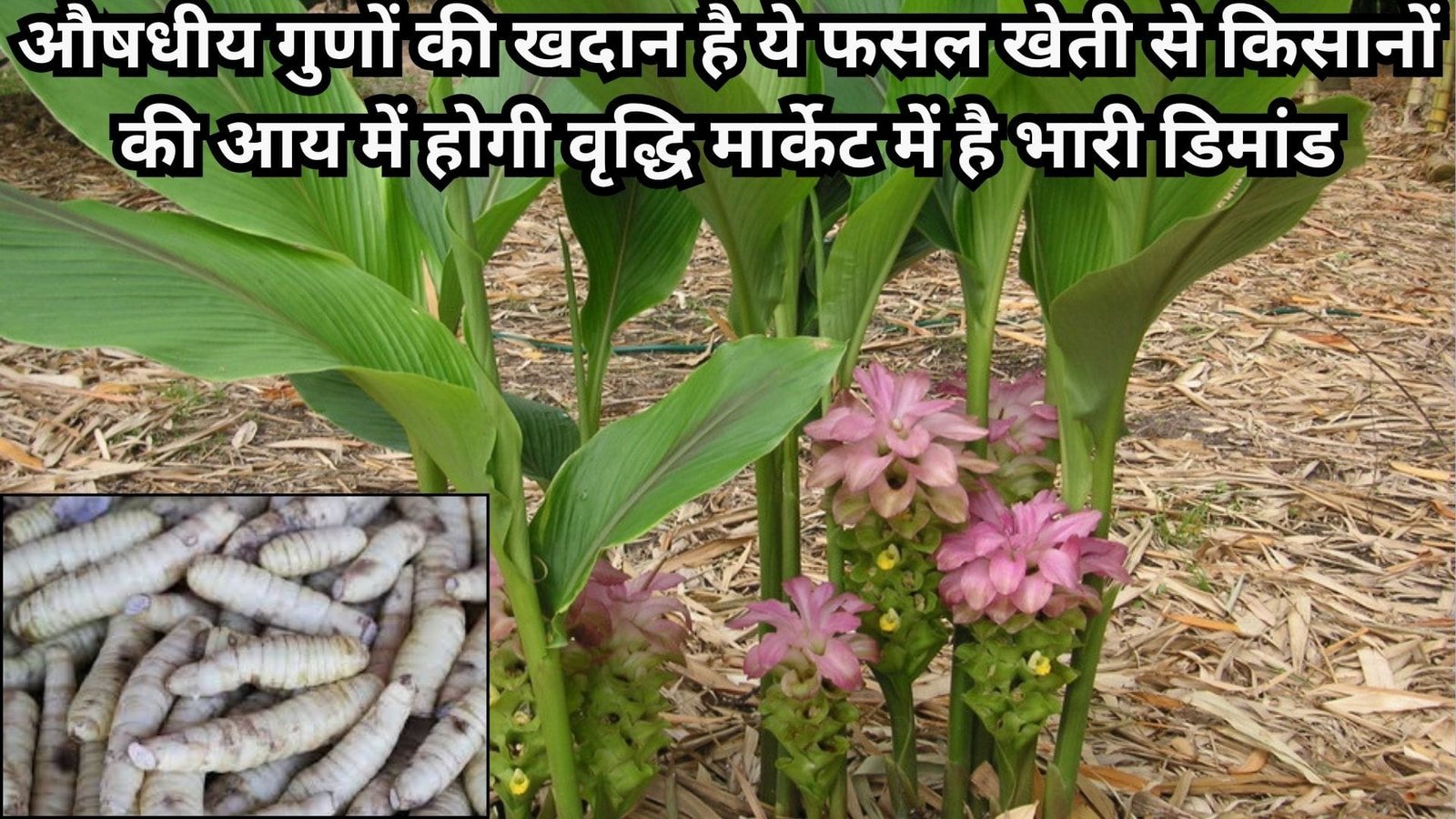 औषधीय गुणों की खदान है ये फसल, खेती से किसानों की आय में होगी वृद्धि मार्केट में है भारी डिमांड, जाने नाम