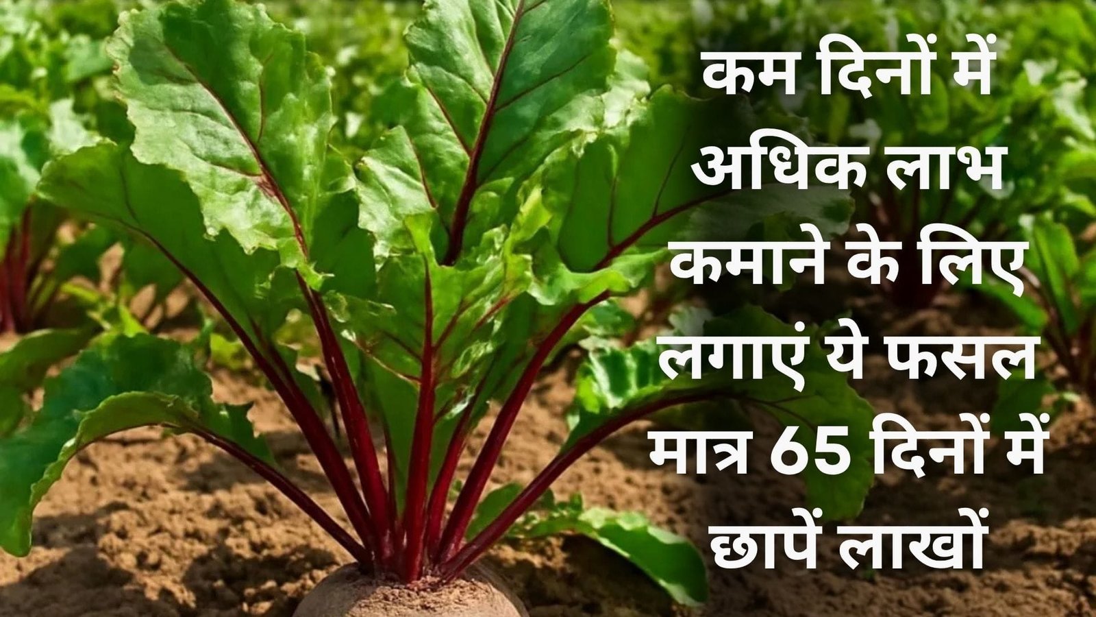 कम दिनों में अधिक लाभ कमाने के लिए लगाएं ये फसल, ठंड में खूब बिकेगी मात्र 65 दिनों में छापें लाखों, जानिए खासियत