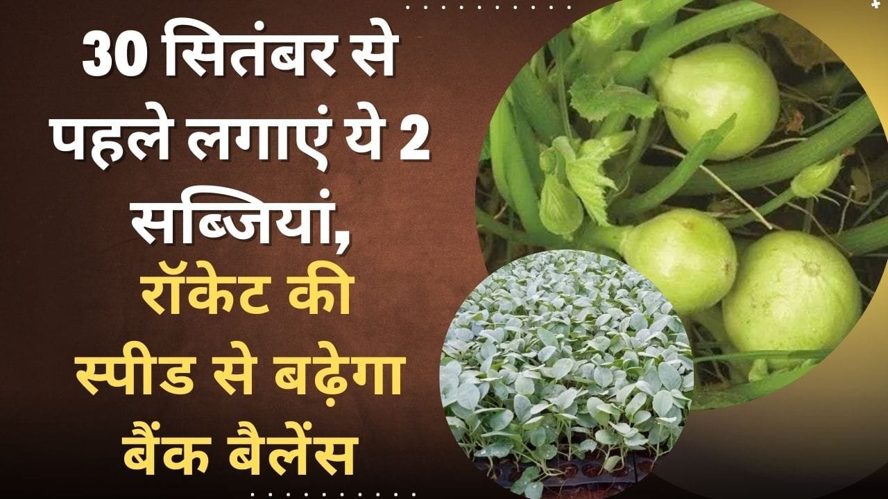 छप्पन कद्दू की खेती