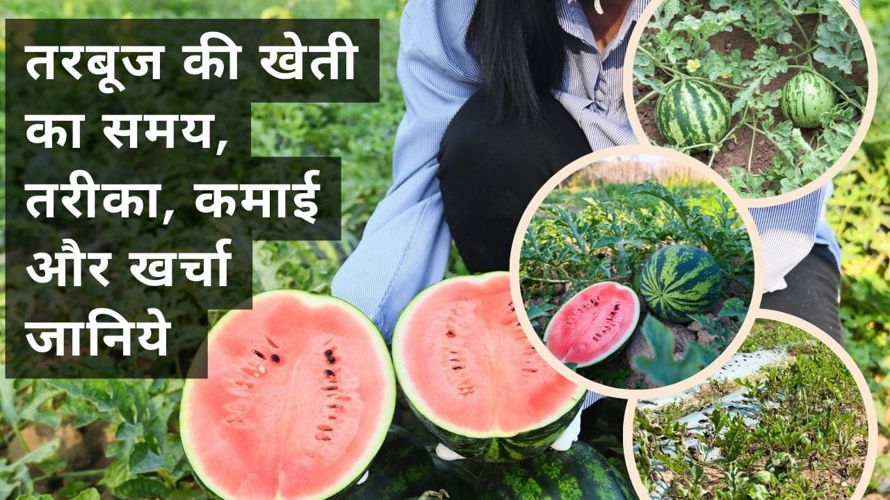 तरबूज की खेती कैसे करें