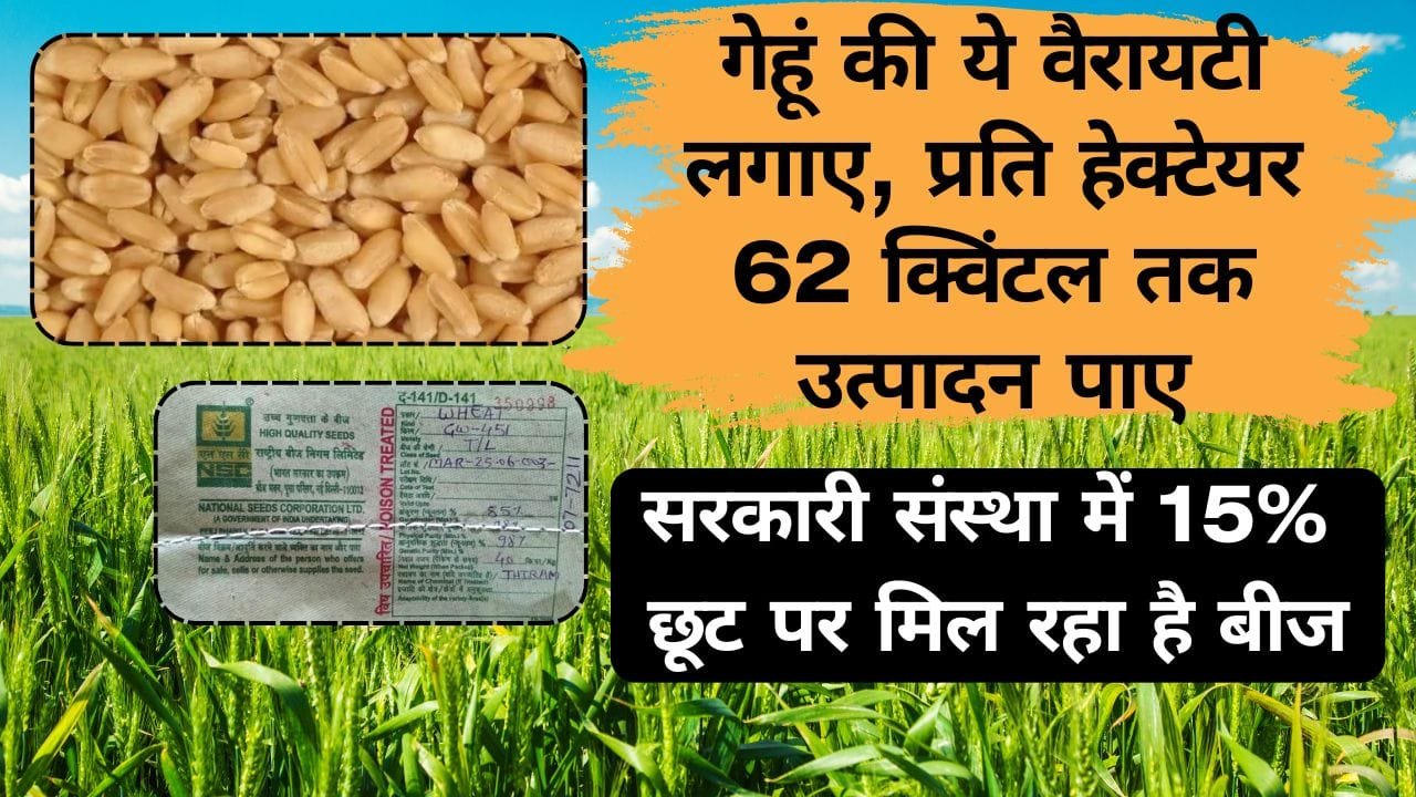गेहूं की GW 451 किस्म का बीज