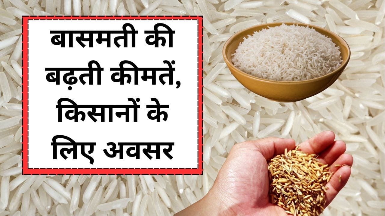 बासमती की बढ़ती कीमतें