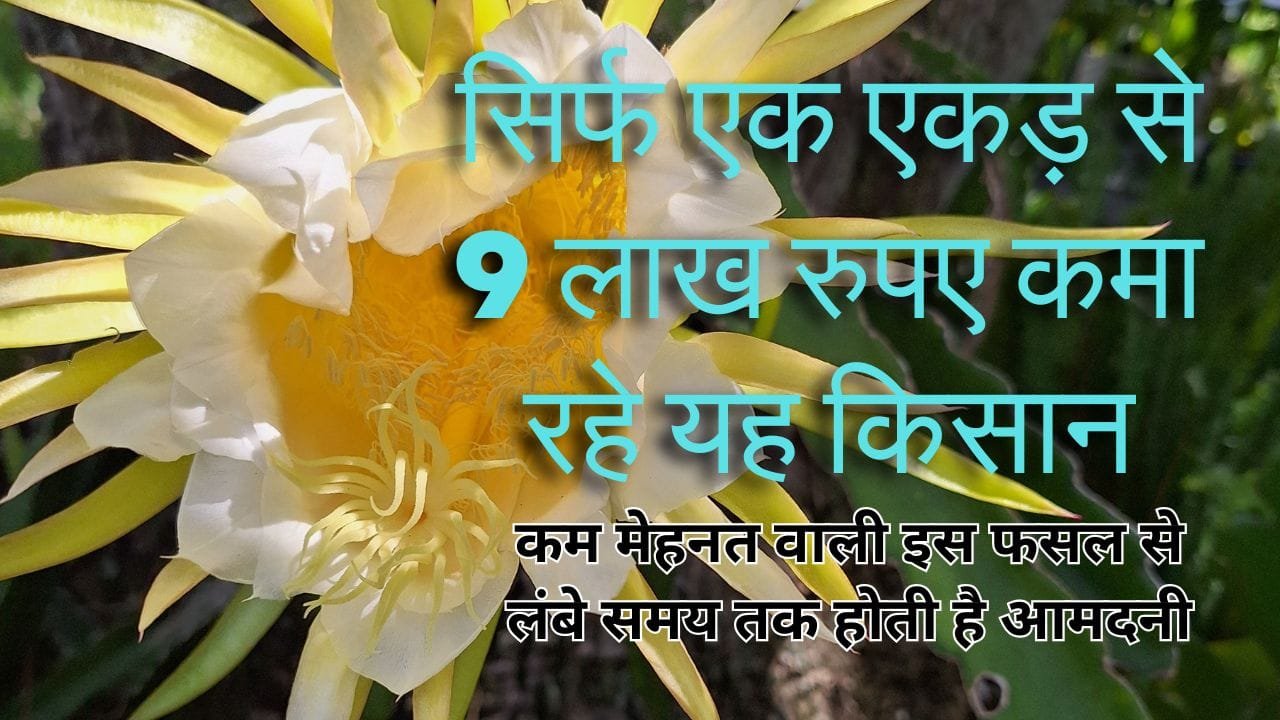 ड्रैगन फ्रूट की खेती