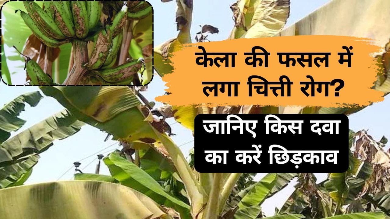 चित्ती रोग से फसल बचाने के उपाय