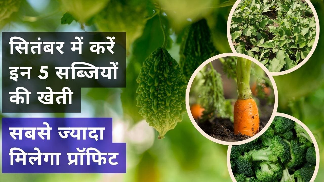 सितंबर में किन सब्जियों की करें खेती
