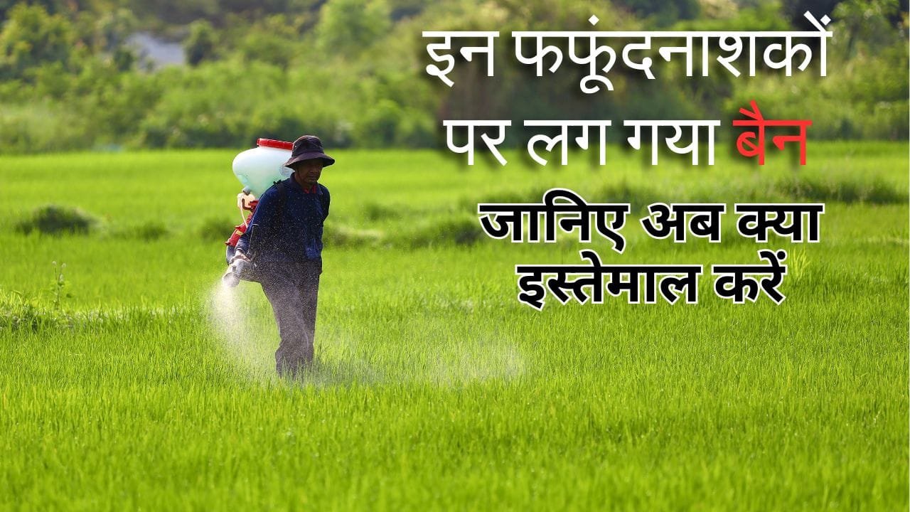 इन फफूंदनाशकों पर लगा है बैन