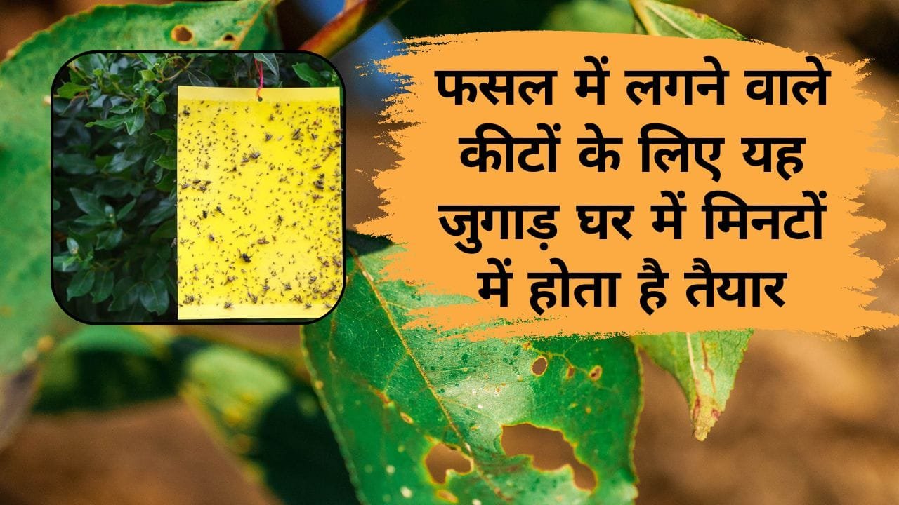 कीट रोकने का जुगाड़