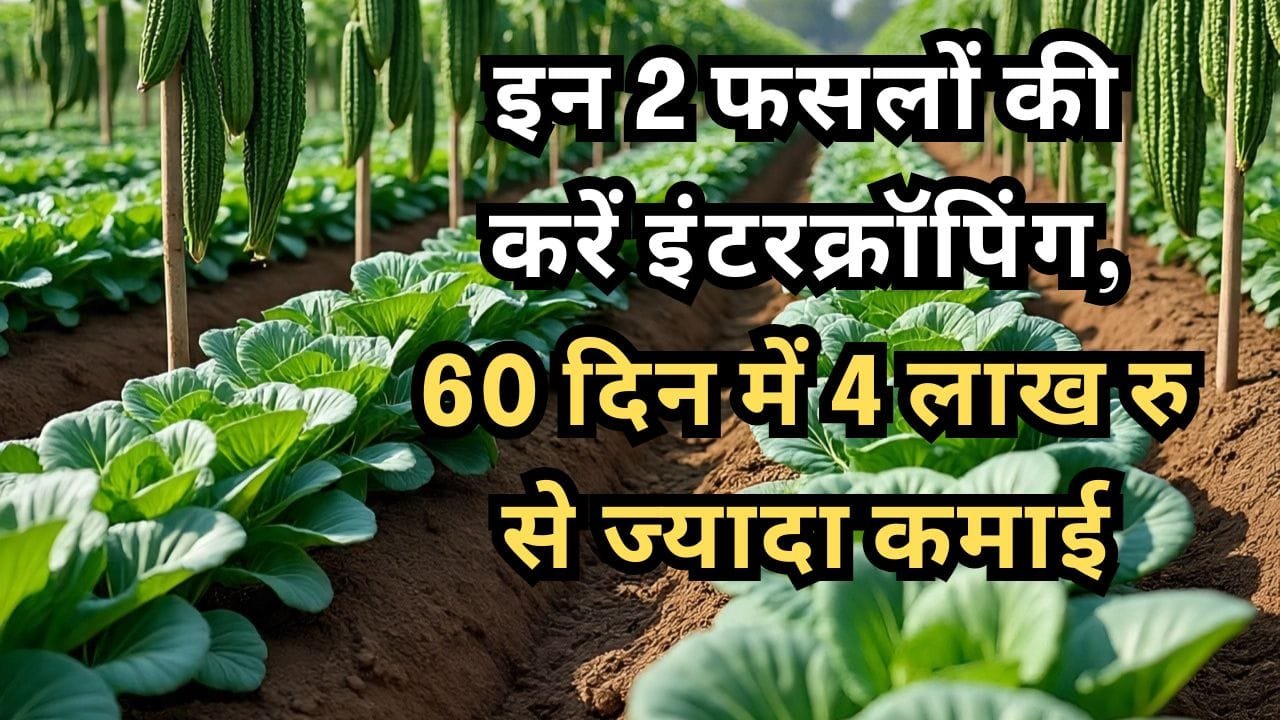 इंटरक्रॉपिंग तकनीक से खेती के फायदे