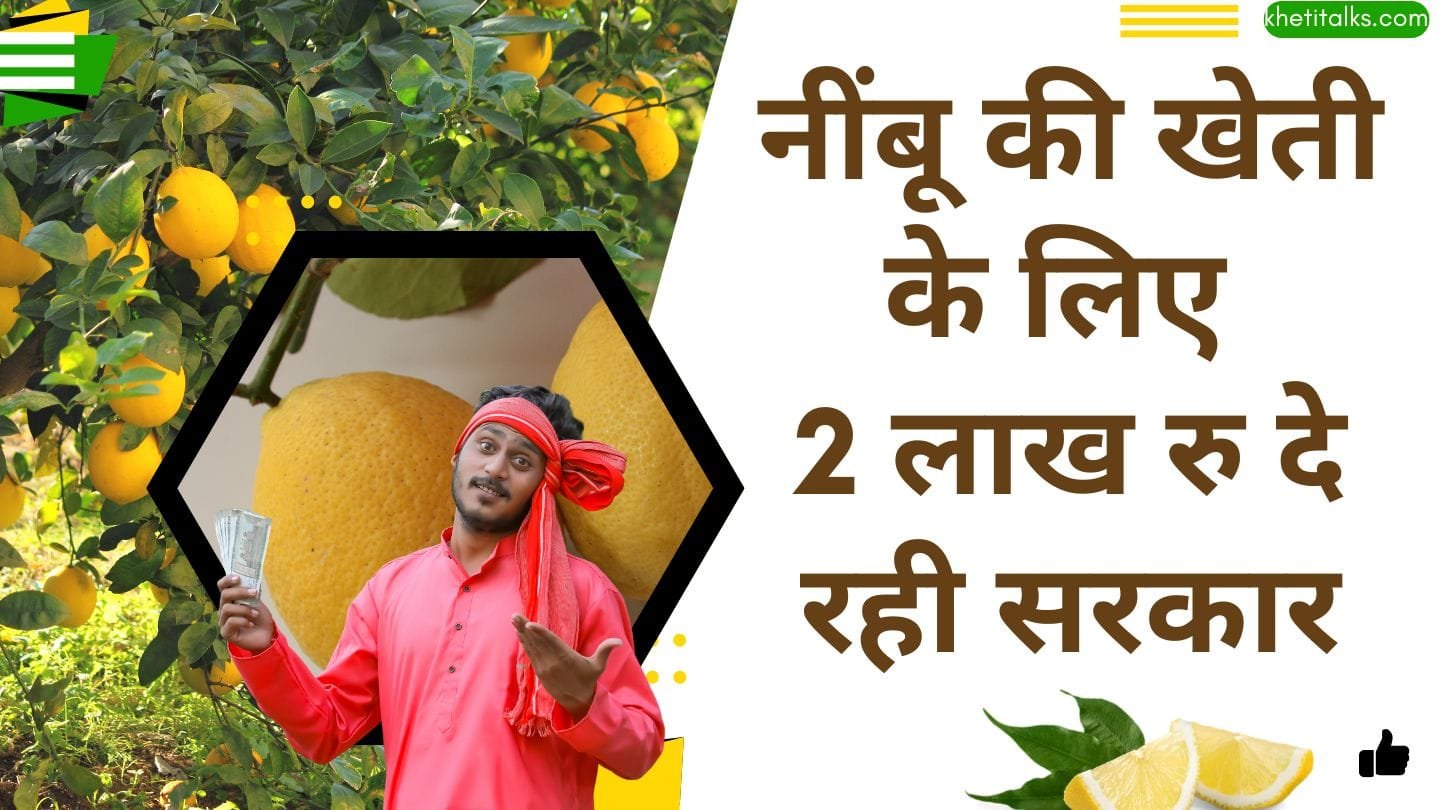 नींबू की खेती के लिए अनुदान