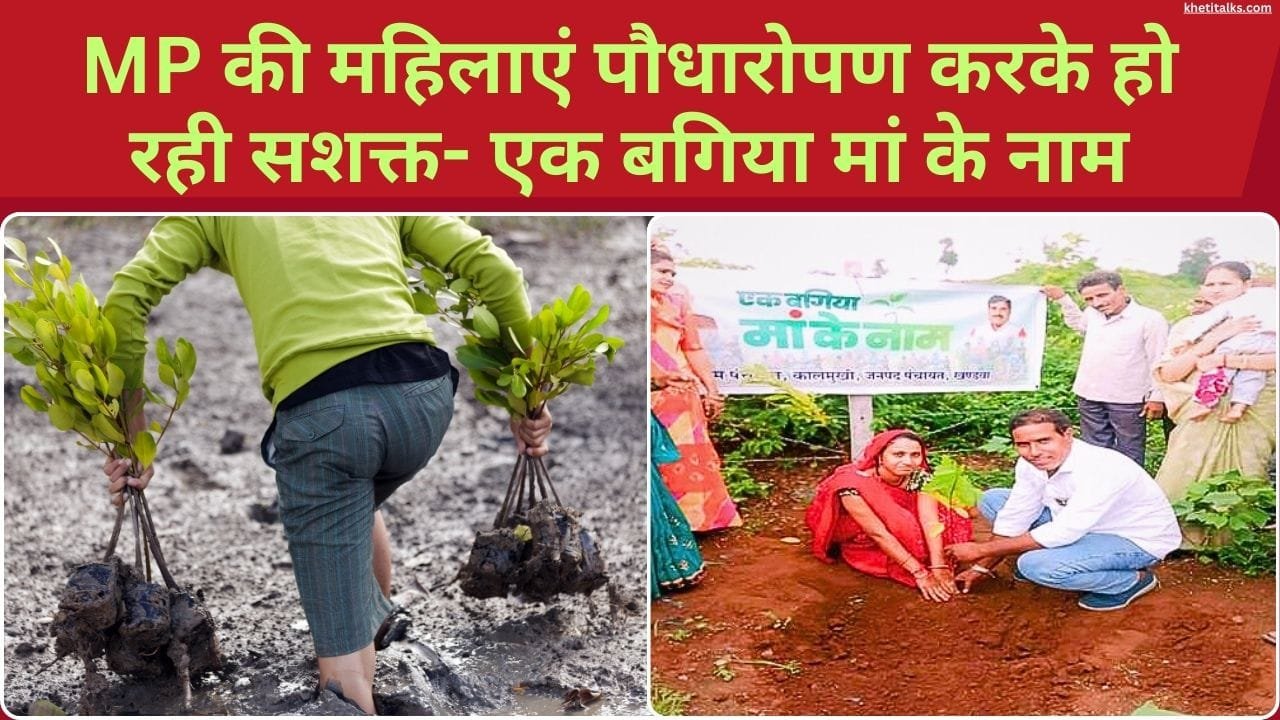 महिलाएं "एक बगिया मां के नाम" परियोजना के अंतर्गत पौधारोपण कर रही हैं