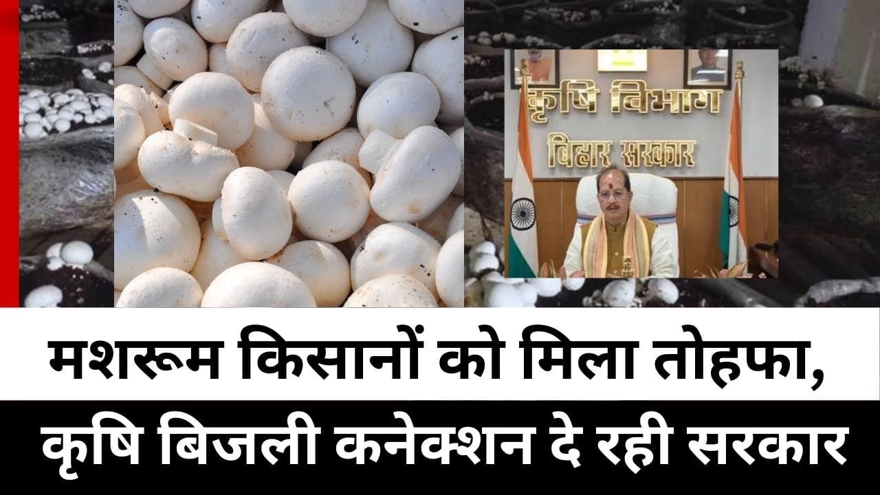 मशरूम उत्पादन इकाइयों को कृषि बिजली कनेक्शन