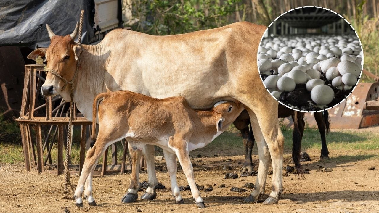 पशुओं को दूध बढ़ाने के लिए इसमें है भरपूर पोषक तत्व