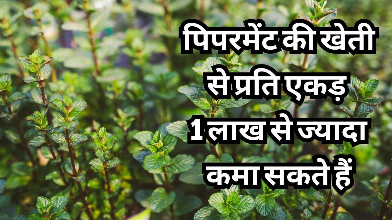 पिपरमेंट की खेती में कमाई