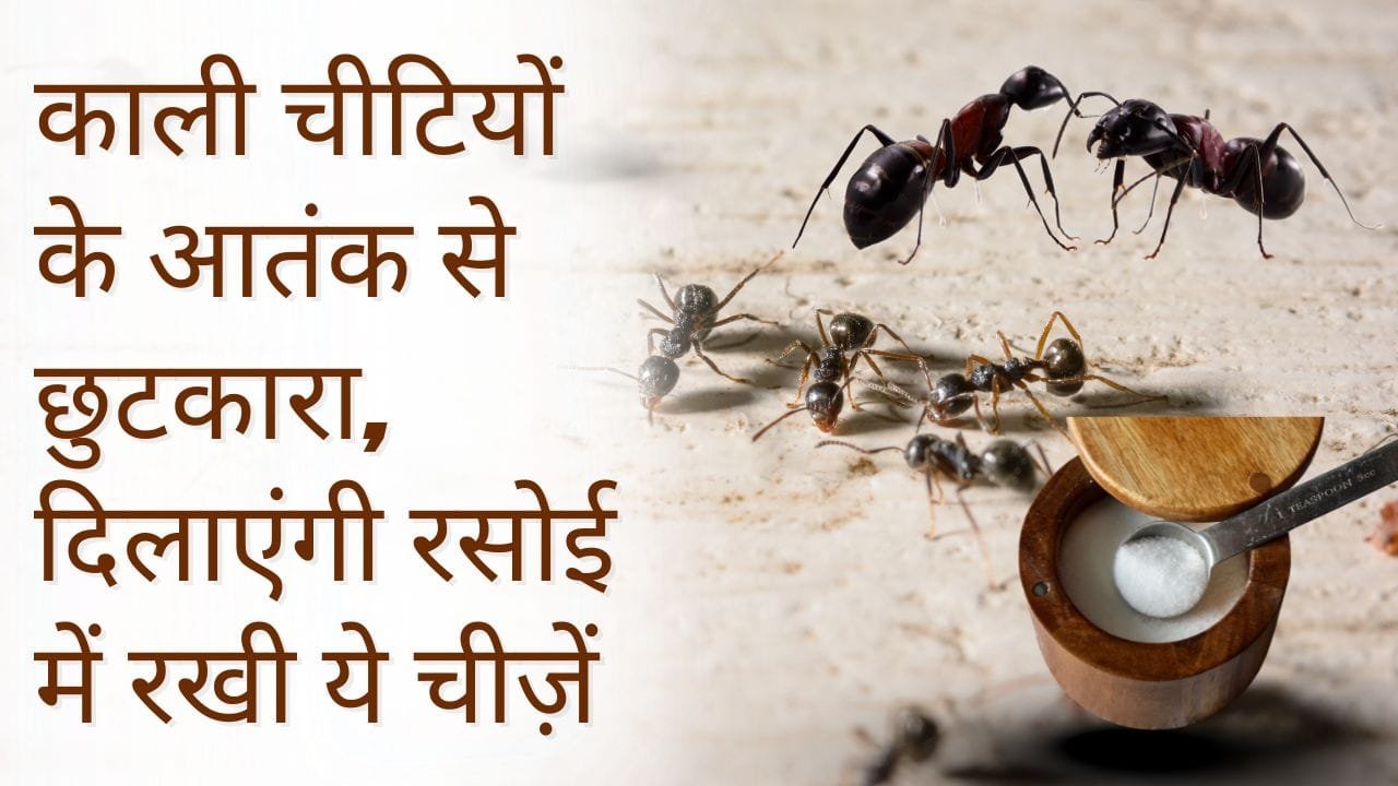 काली चीटियों को कैसे भगाएं?