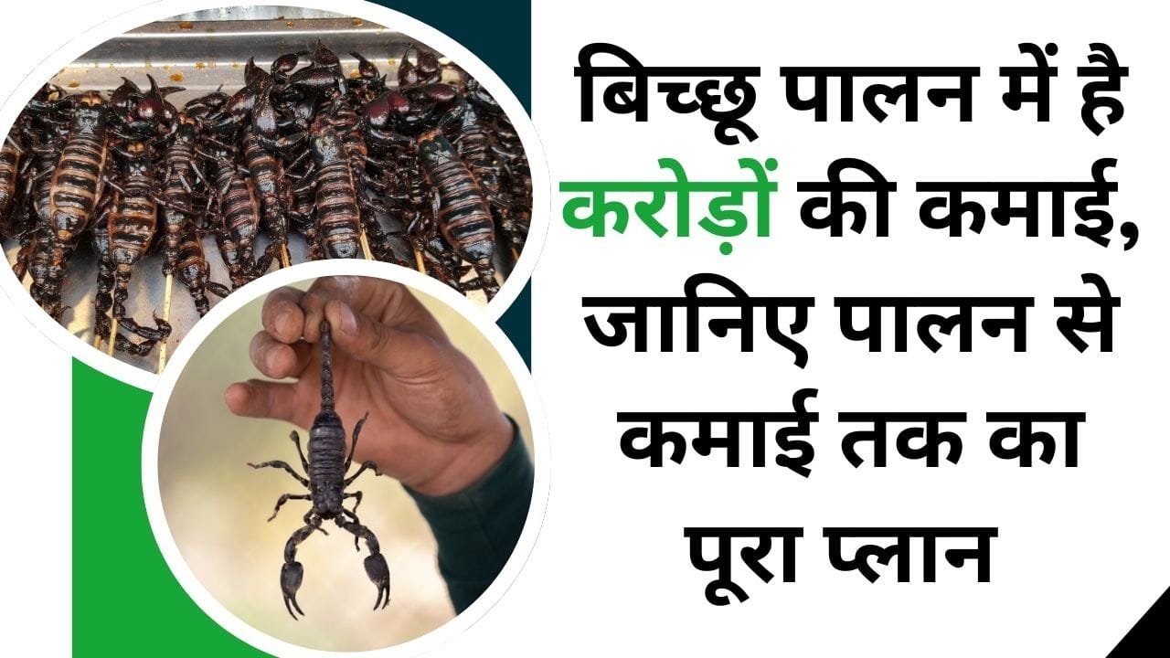 बिच्छू पालन से संबंधित संपूर्ण जानकारी