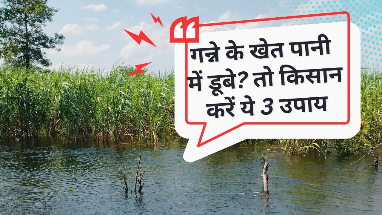 गन्ना के किसान बाढ़ से ऐसे बचाएं फसल