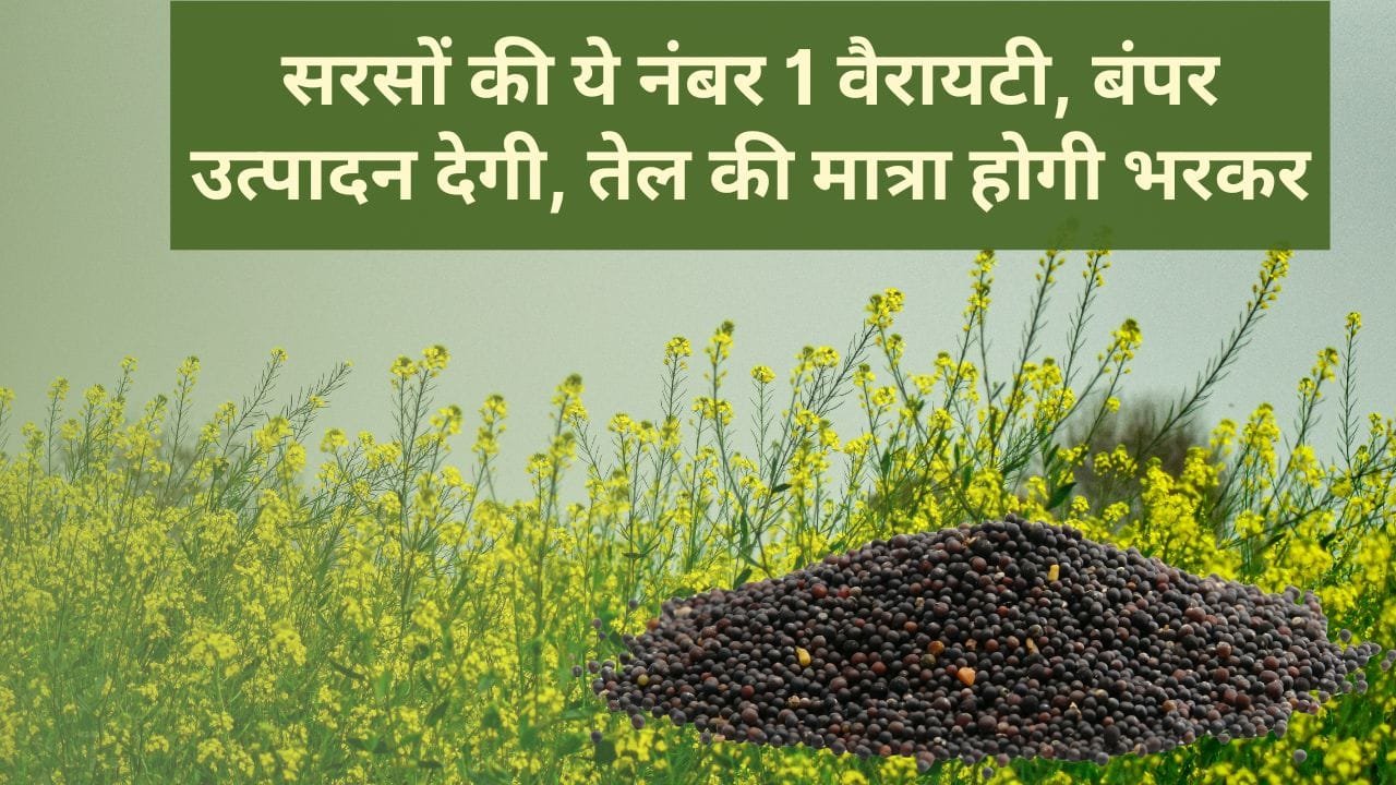 सरसों के बीज की वैरायटी