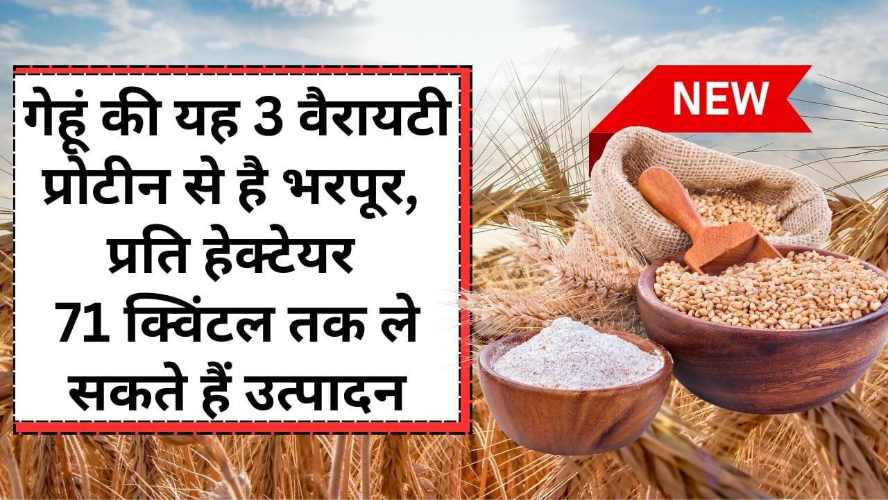 गेहूं HD 3390 किस्म