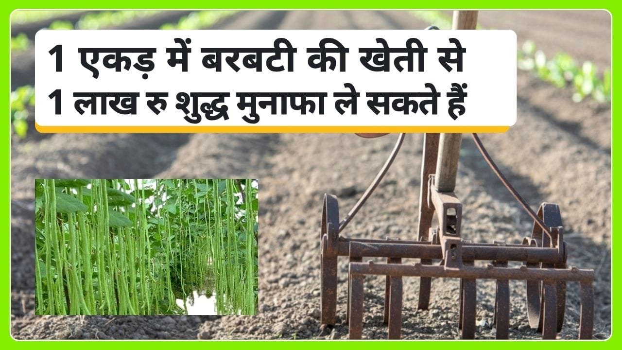 वैज्ञानिक विधि से बरबटी की खेती