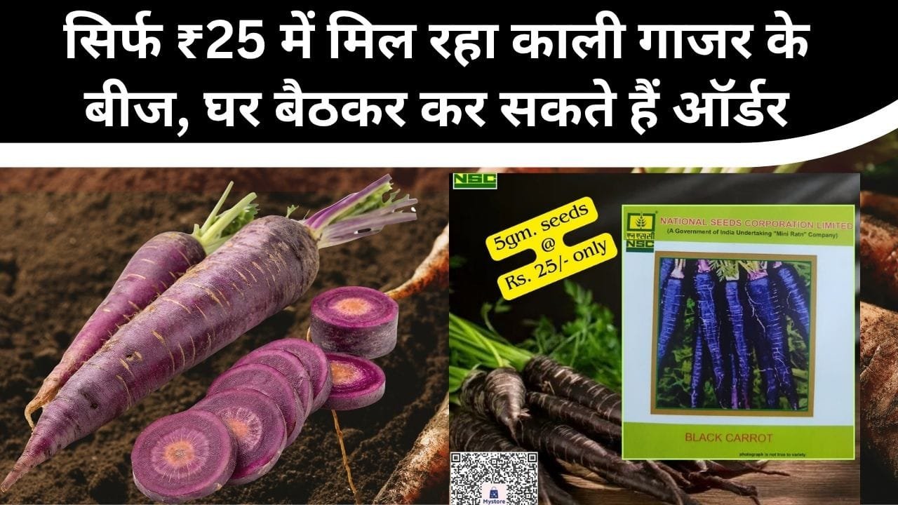 काली गाजर के बीज की कीमत