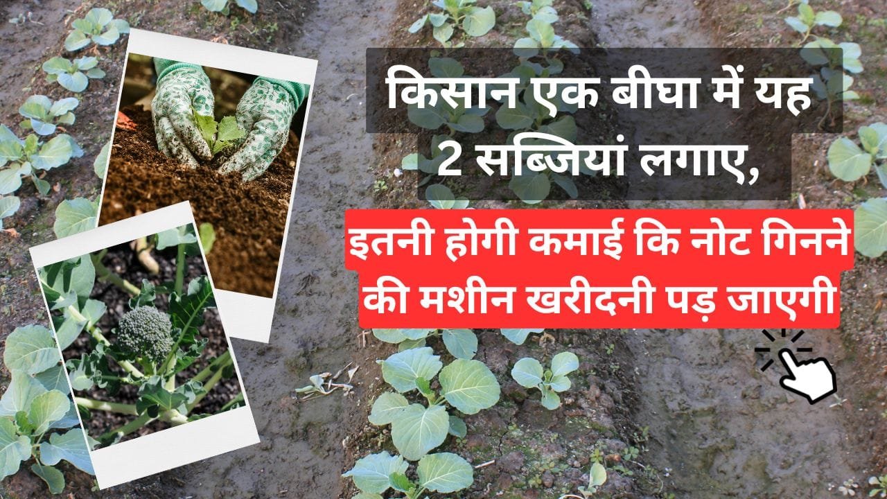 चुकंदर की खेती