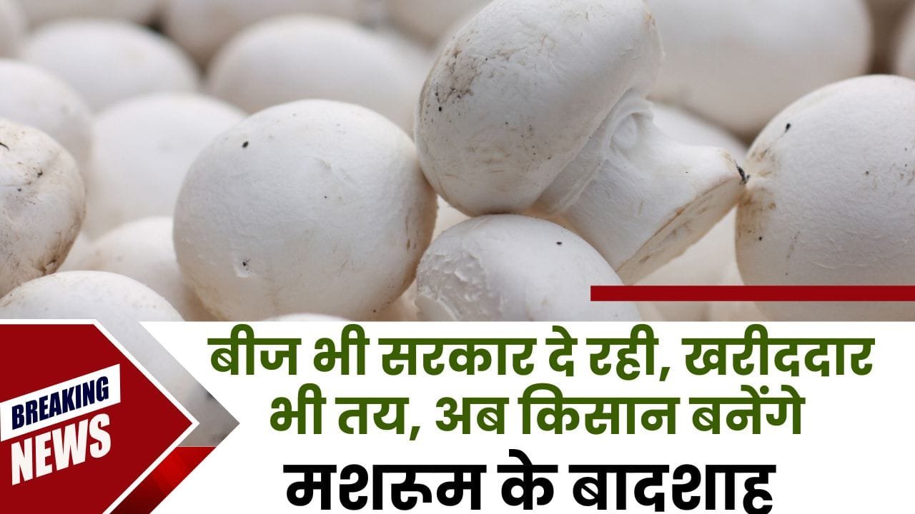 मशरूम के बीज अनुदान पर
