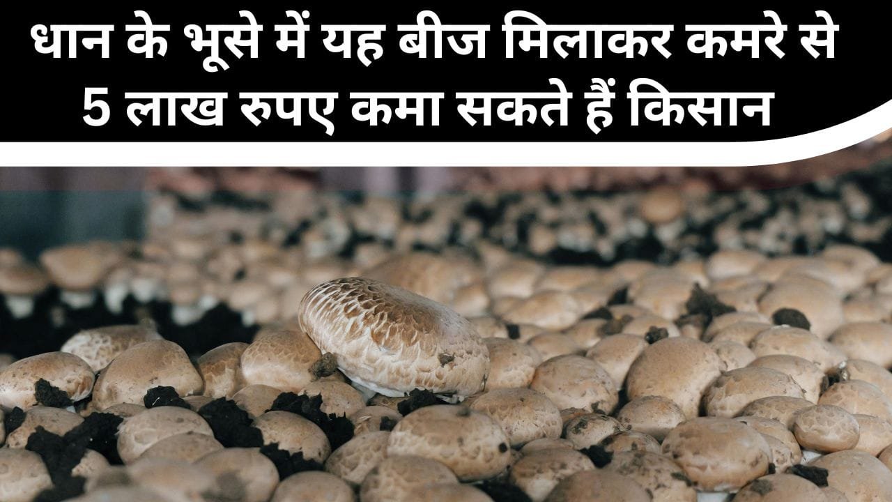 बटन मशरूम की खेती से कैसे होगा लाखों का मुनाफा