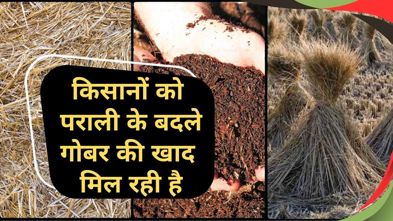 पराली के बदले यहां से किसानों को मिलेगी गोबर की खाद