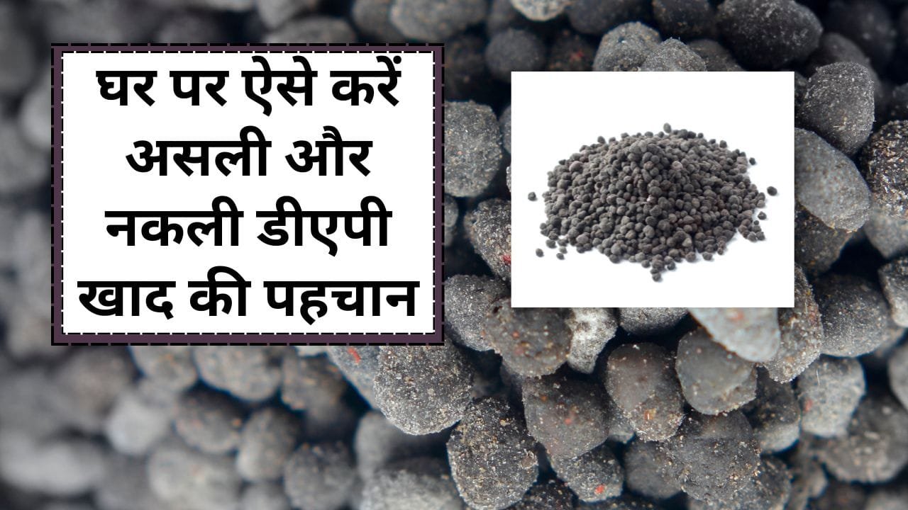 चूने से पहचानें नकली और असली डीएपी