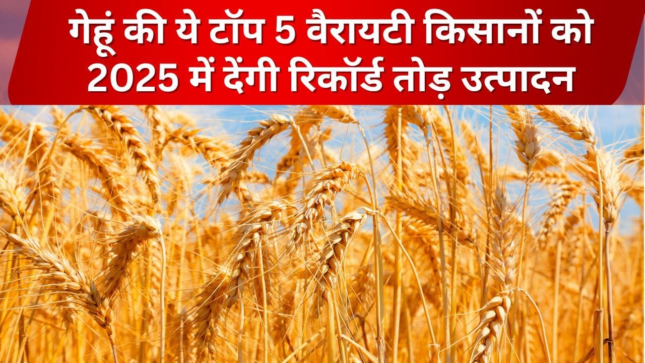 गेहूं की खेती