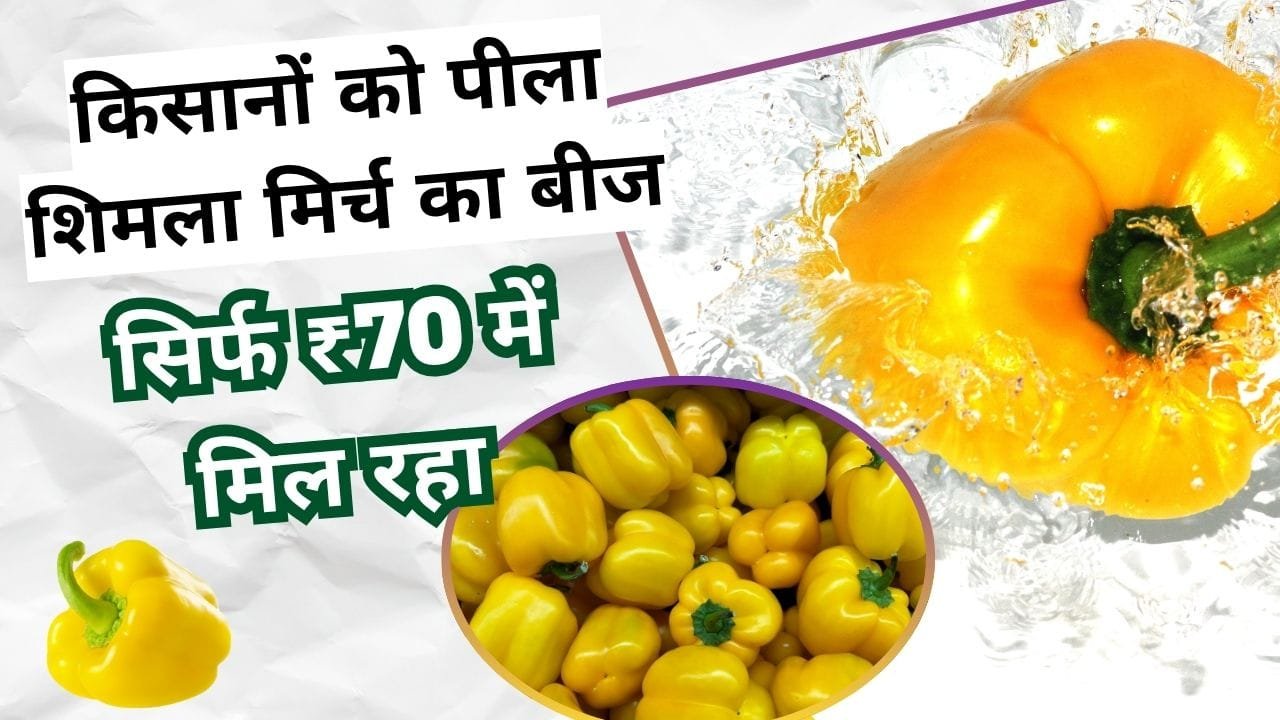 घर बैठे बीज कहां से मंगाएं