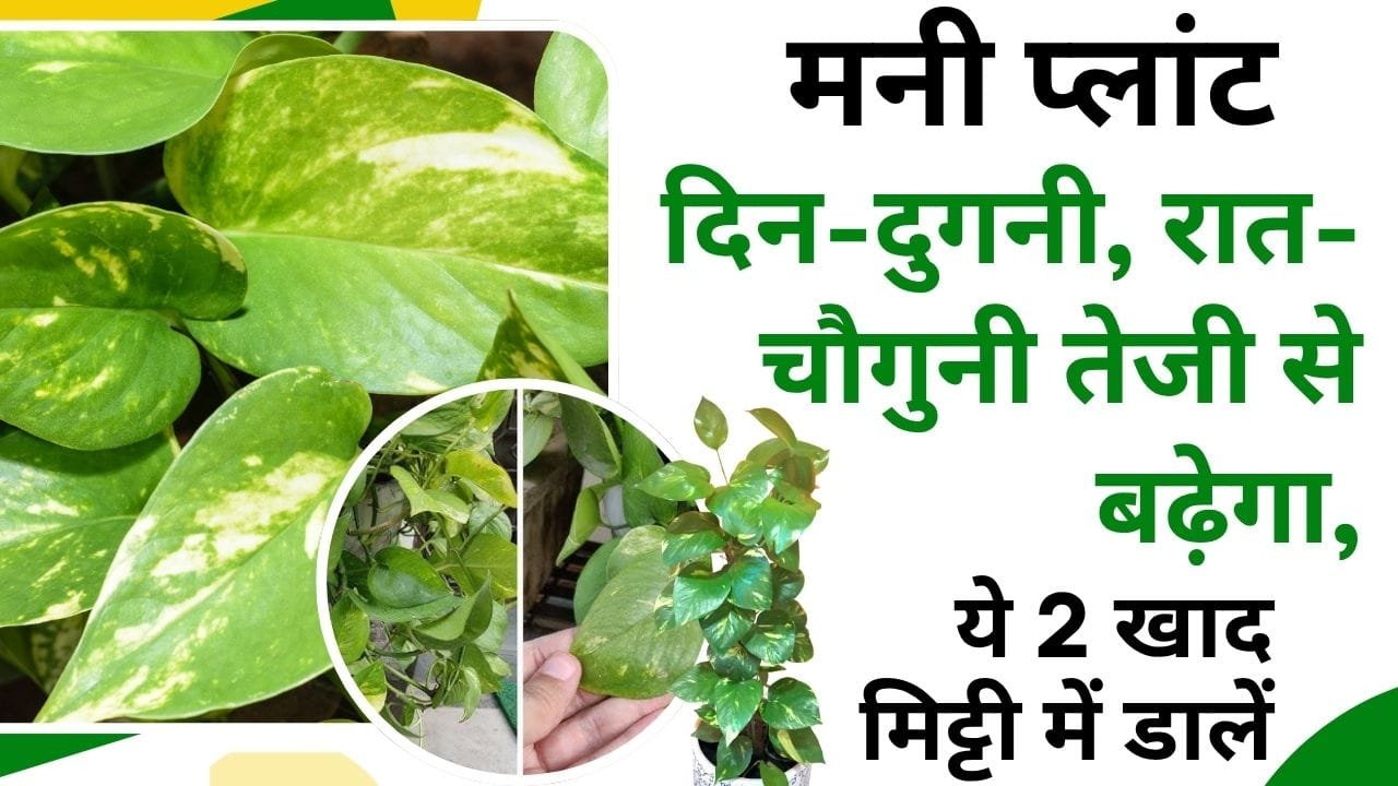 मनी प्लांट के लिए खाद