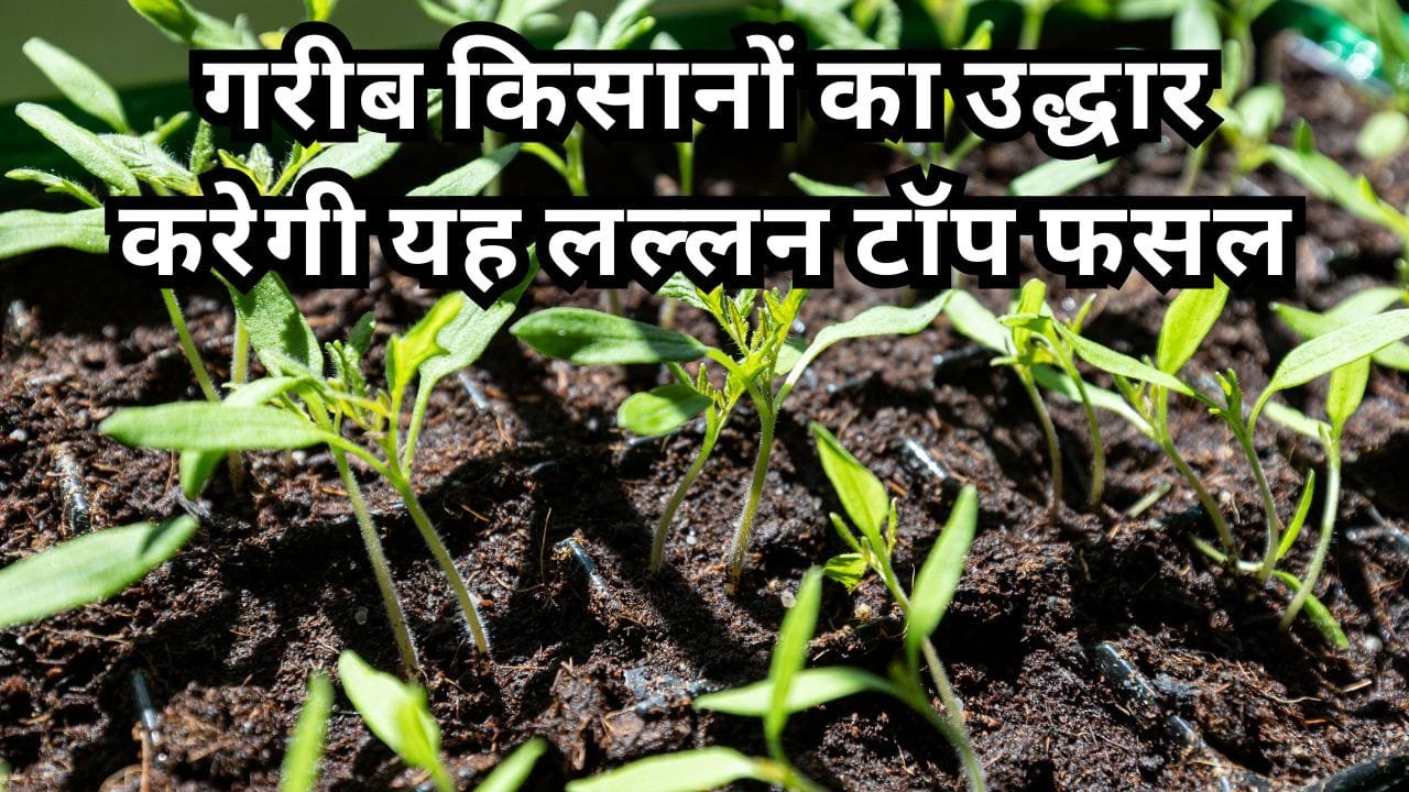 हरी मिर्च की खेती