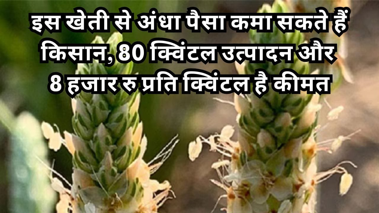 ईसबगोल की खेती में कमाई