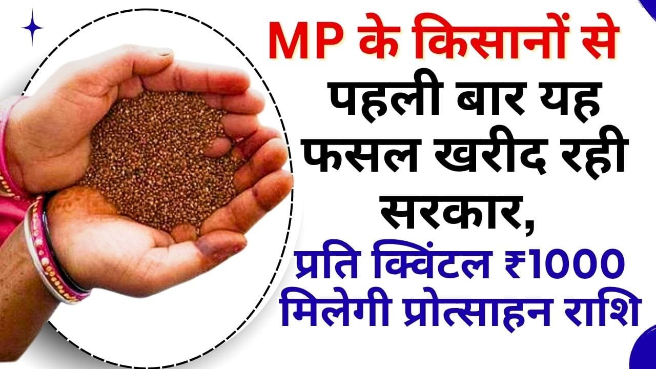 MP में कोदो–कुटकी की MSP और प्रोत्साहन राशि कितनी है