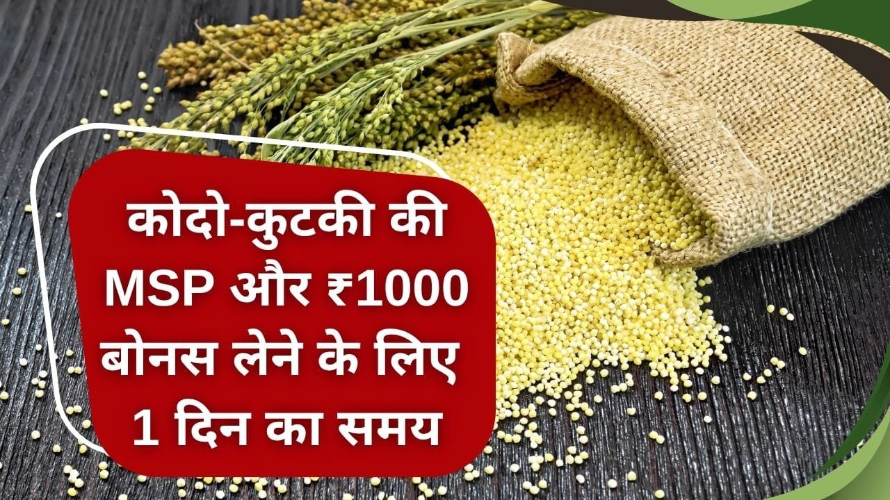 MP में कोदो-कुटकी की MSP पर खरीदी