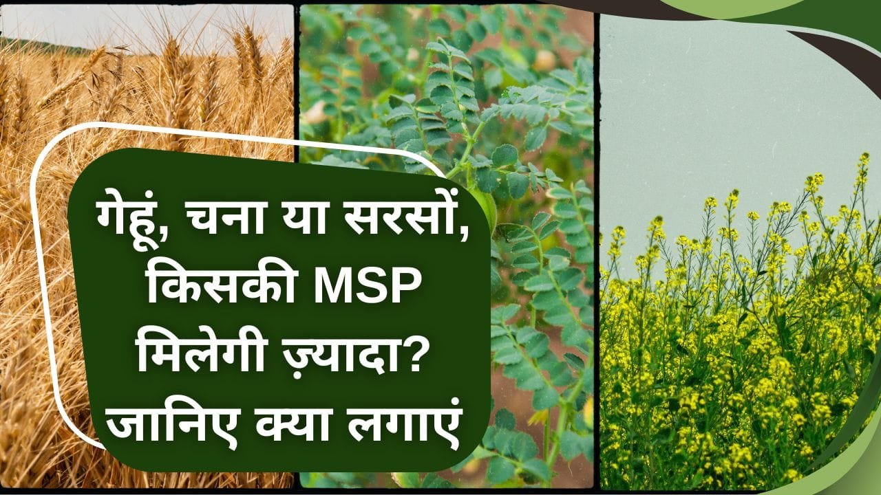 इस रबी सीजन में क्या लगाएं