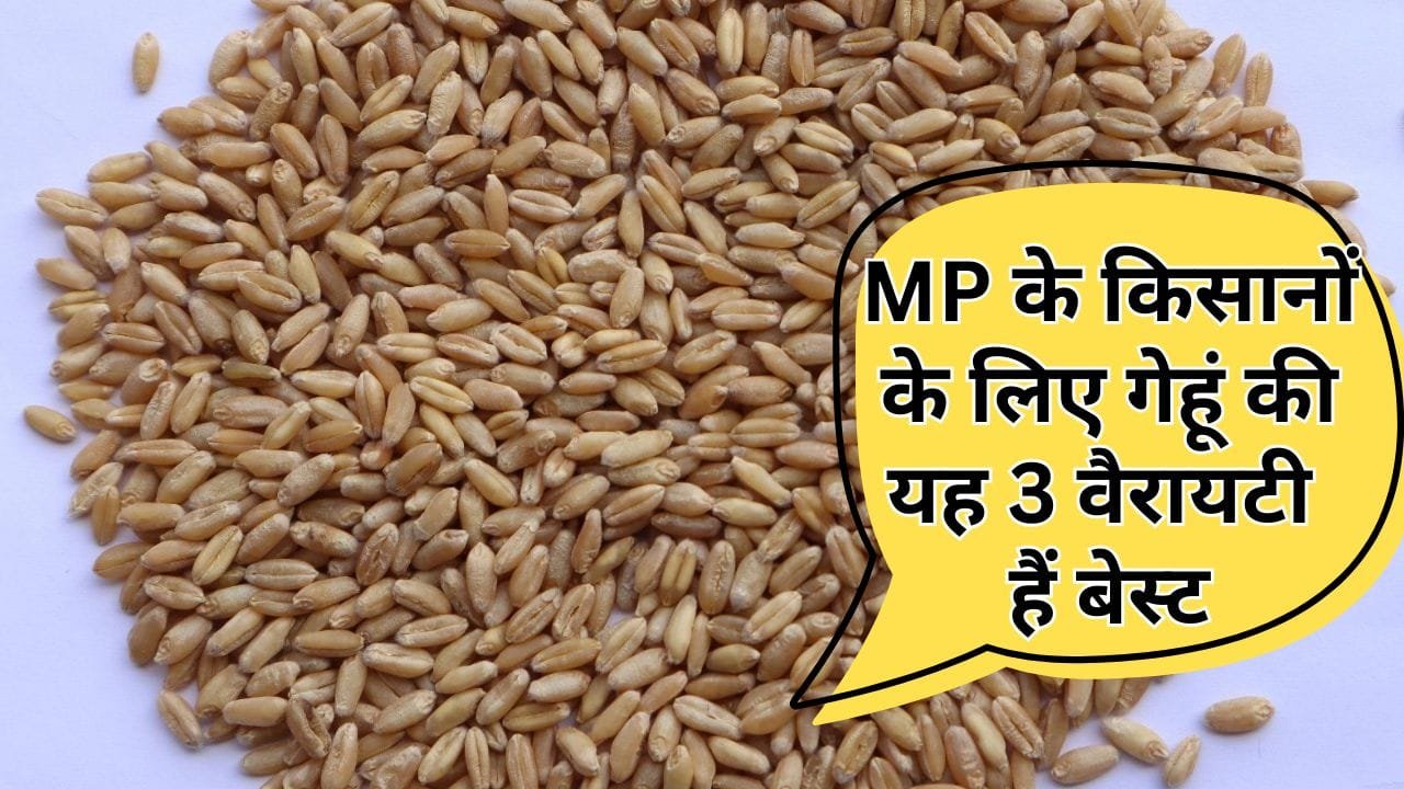 MP के किसानों के लिए गेहूं की वैरायटी
