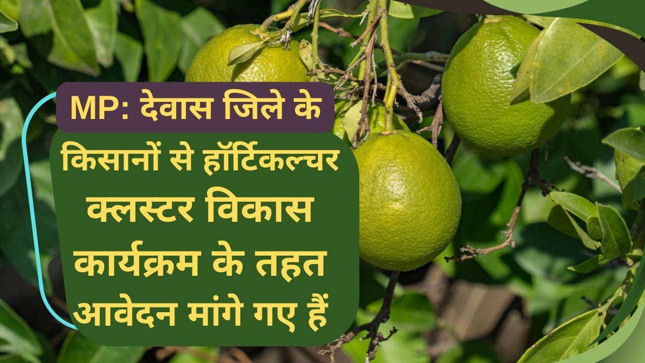 हॉर्टिकल्चर क्लस्टर विकास कार्यक्रम