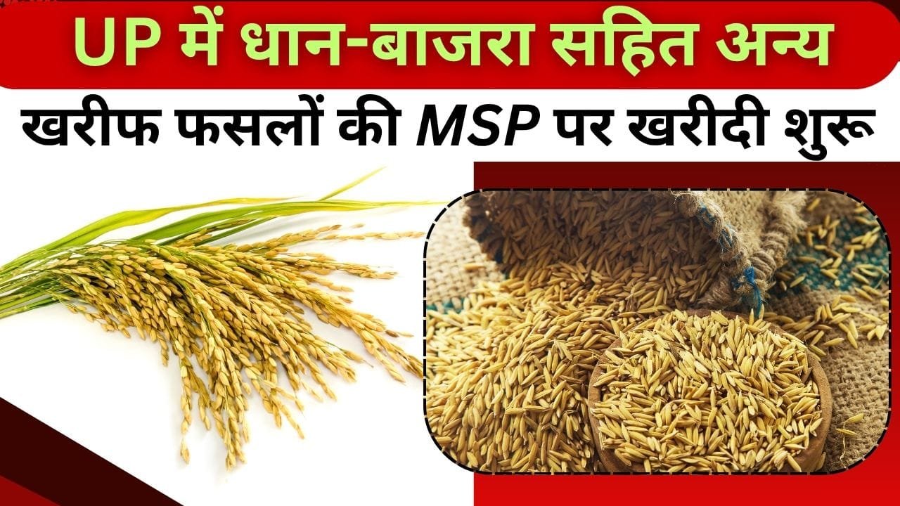उत्तर प्रदेश में खरीफ फसलों की खरीद
