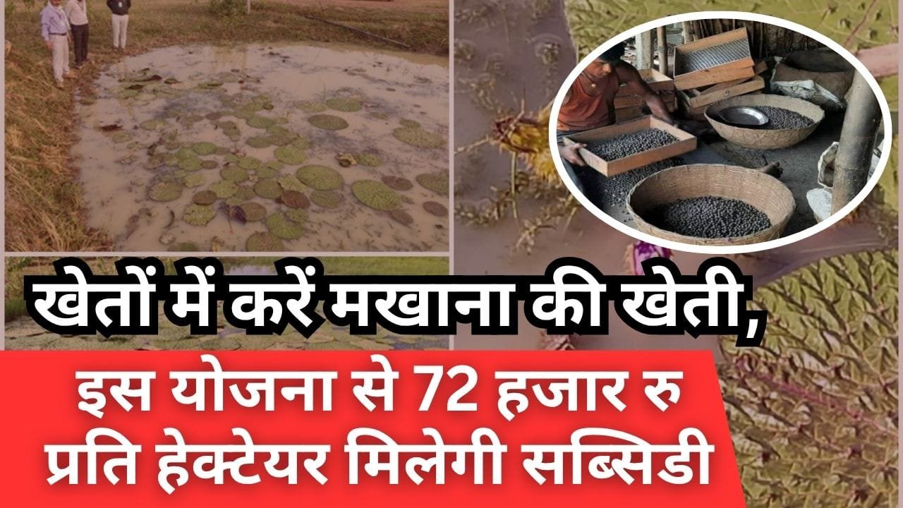 मखाना की खेती पर सब्सिडी