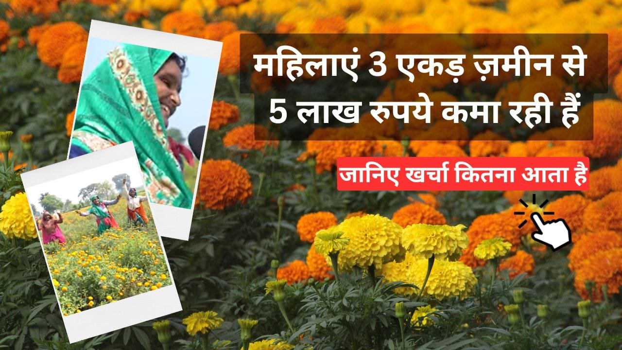गेंदा के फूलों की खेती