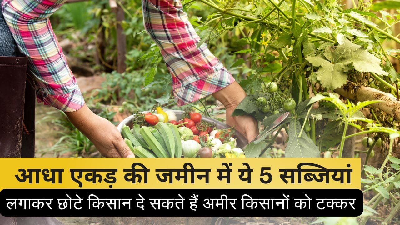 आधा एकड़ जमीन में ये 5 सब्जियां लगा सकते हैं किसान
