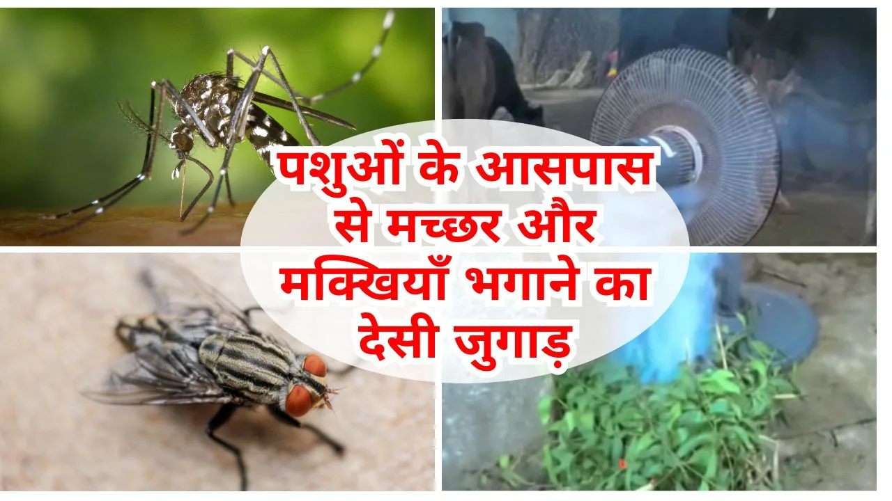 मच्छर-मक्खी भगाने का देसी जुगाड़