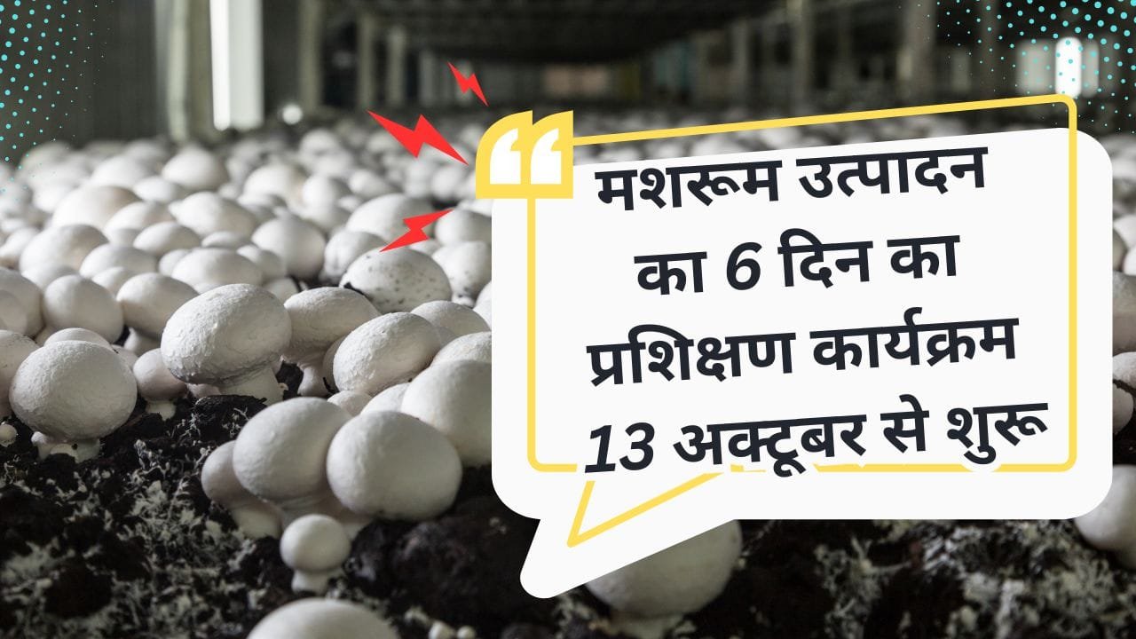मशरूम उत्पादन के लिए प्रशिक्षण