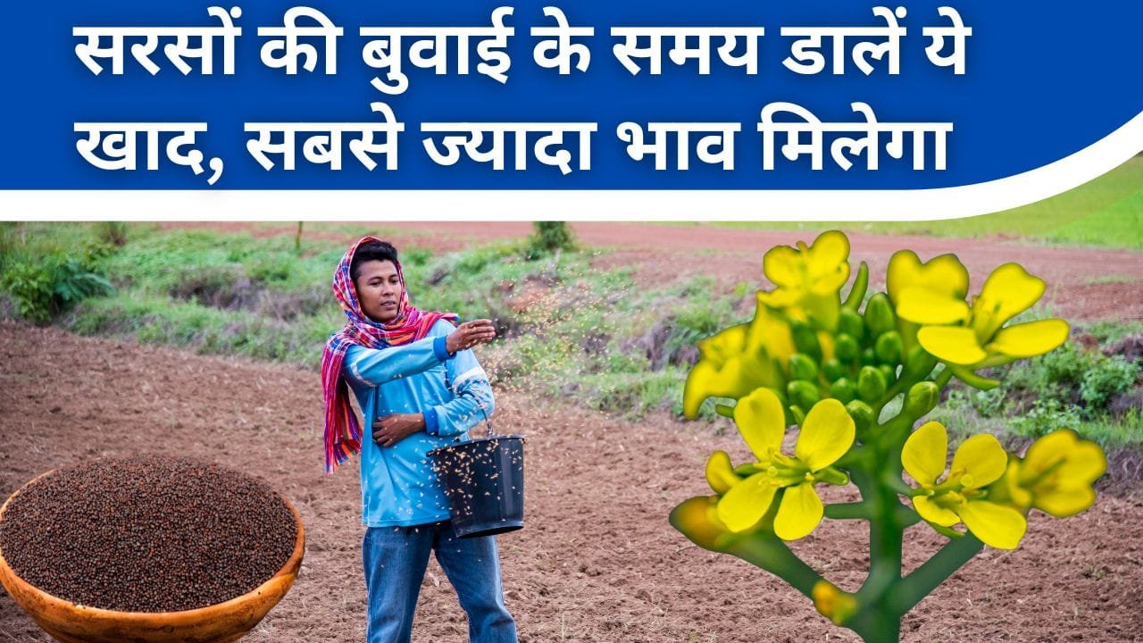 सरसों की बुवाई के समय कौन-सी खाद डालें